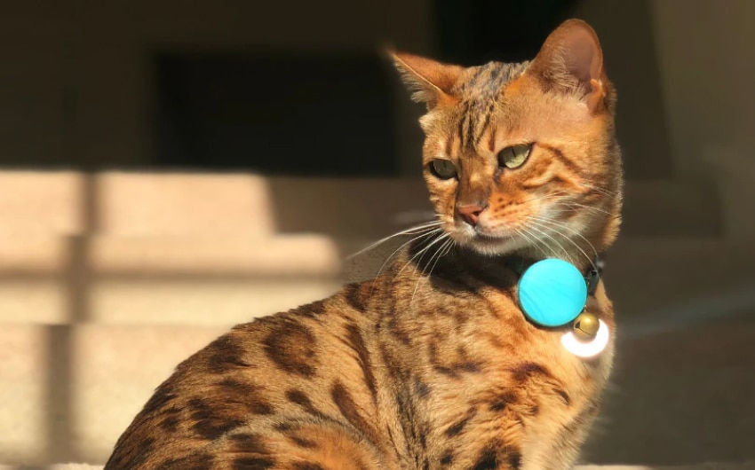best-cat-trackers-1