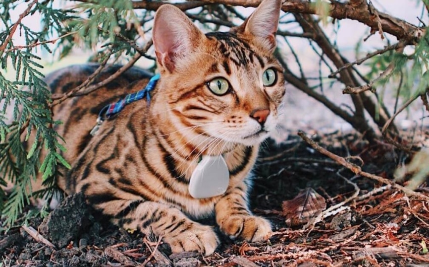 best-cat-trackers-10