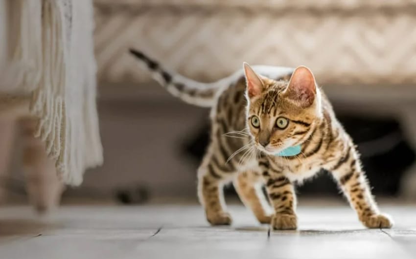 best-cat-trackers-2