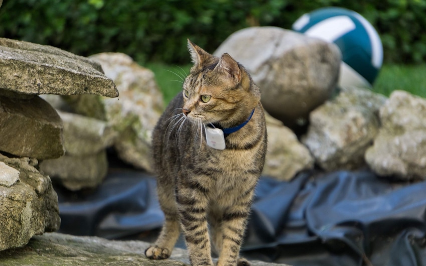 best-cat-trackers-3