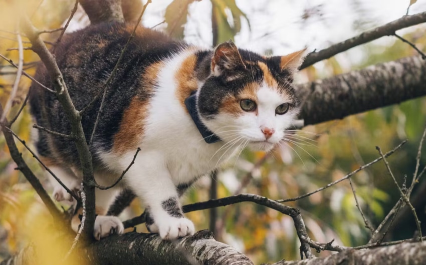 best-cat-trackers-4