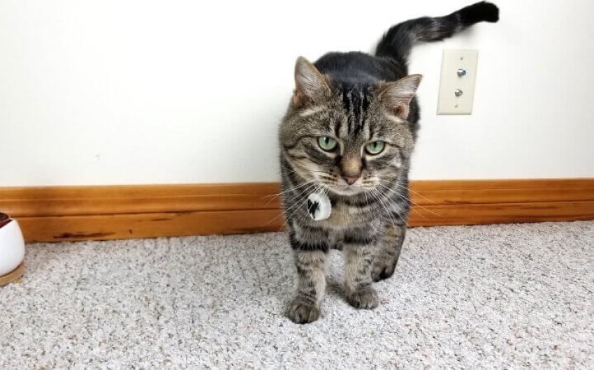 best-cat-trackers-5