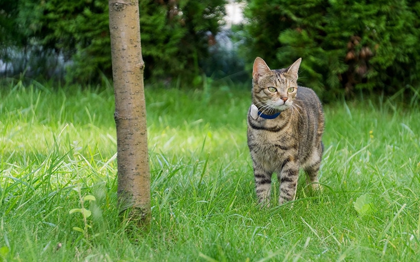 best-cat-trackers-7