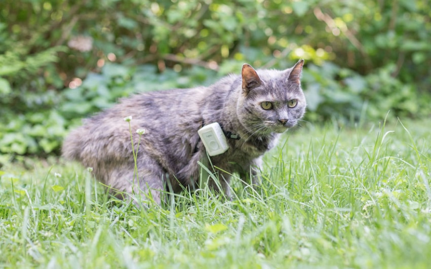 best-cat-trackers-8