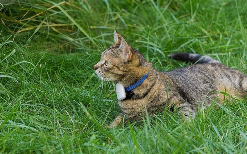 best-cat-trackers-9