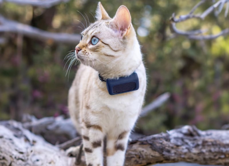 best-gps-tracker-for-cats-1