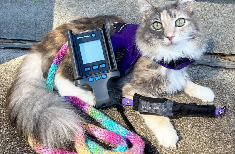 best-gps-tracker-for-cats-2