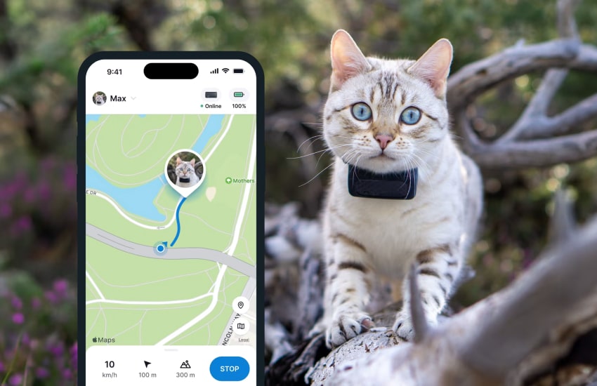 best-gps-tracker-for-cats-3