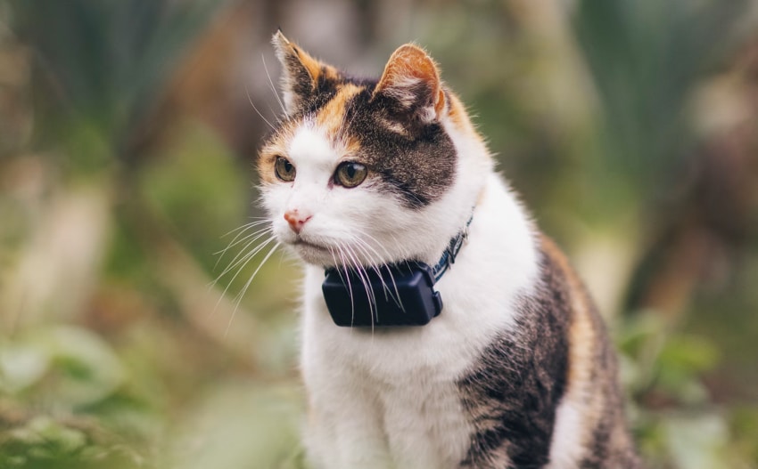 best-gps-tracker-for-cats-4