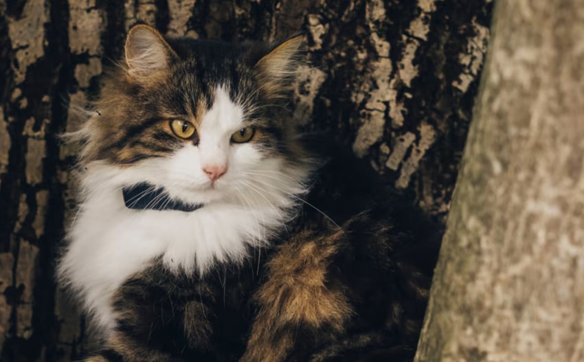 best-gps-tracker-for-cats-5