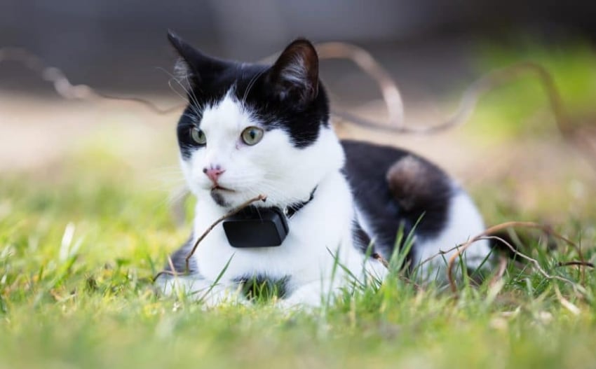 best-gps-tracker-for-cats-6