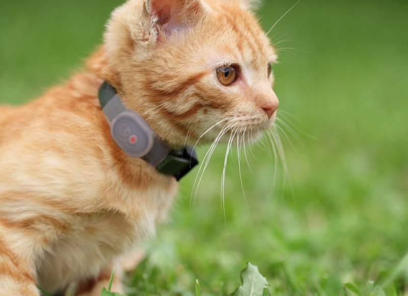 best-gps-tracker-for-cats
