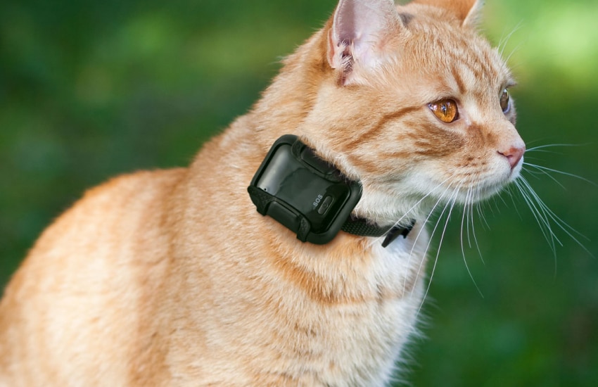 cat-gps-collars-1