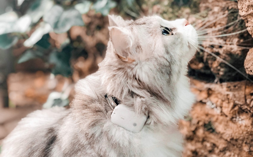 cat-gps-collars-2