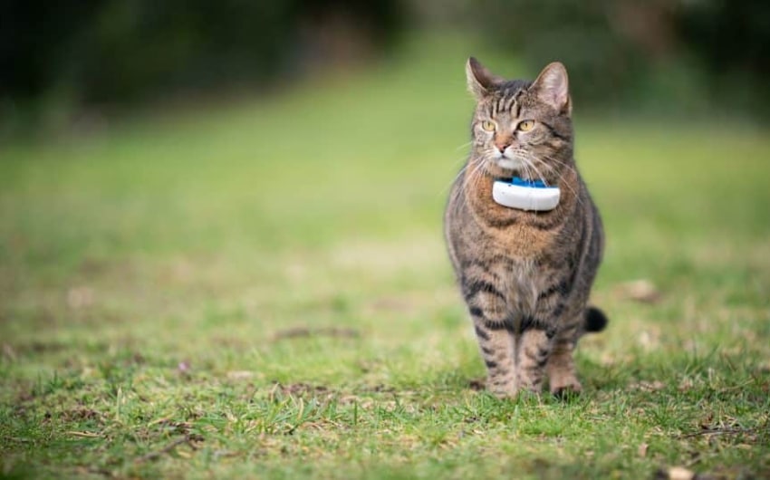 cat-gps-collars-3