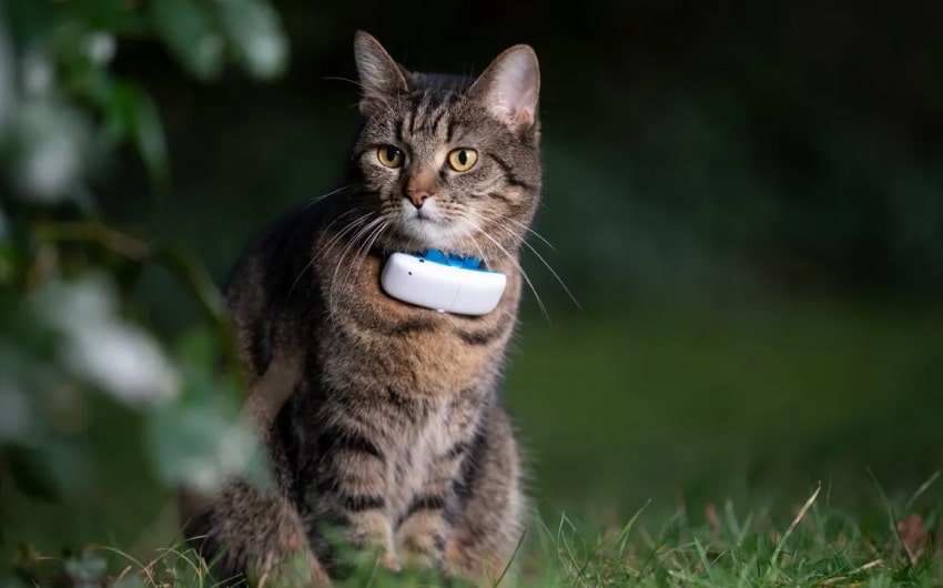 cat-gps-collars-4