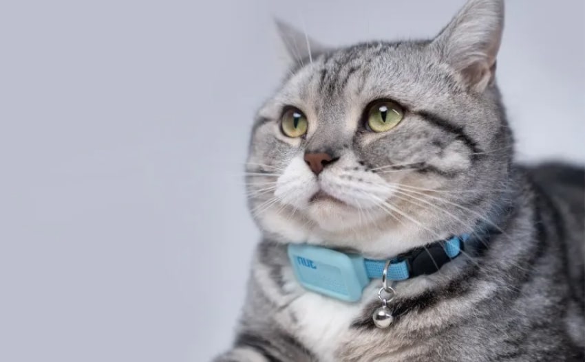cat-gps-collars-5
