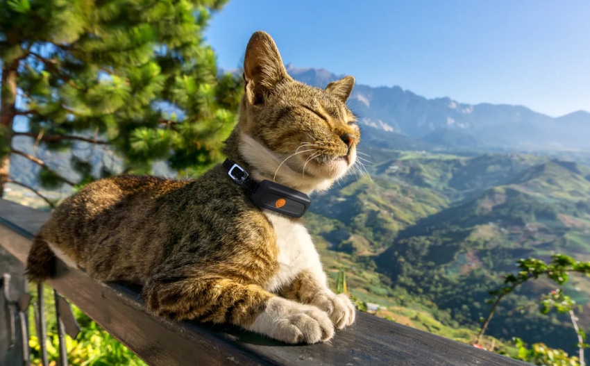 cat-gps-collars-6