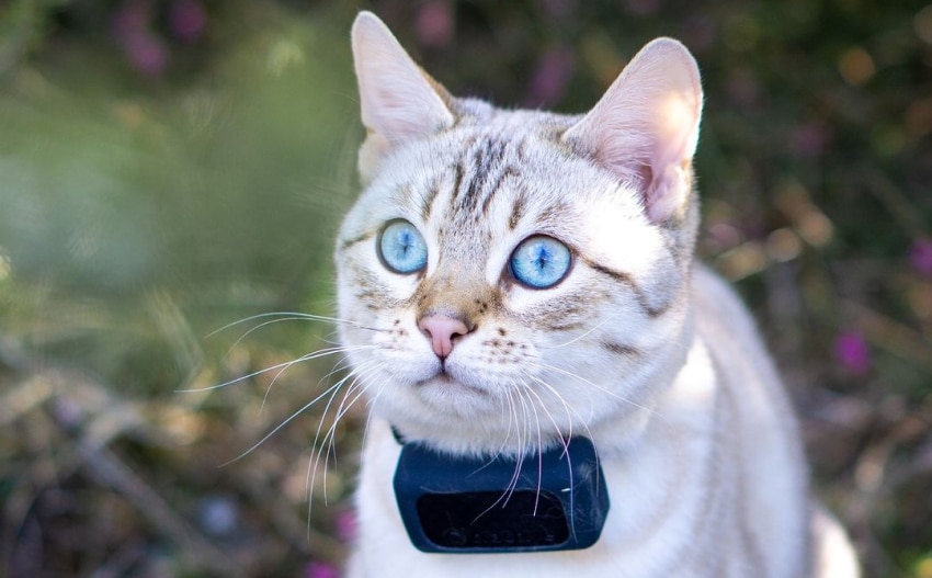 cat-gps-collars-7