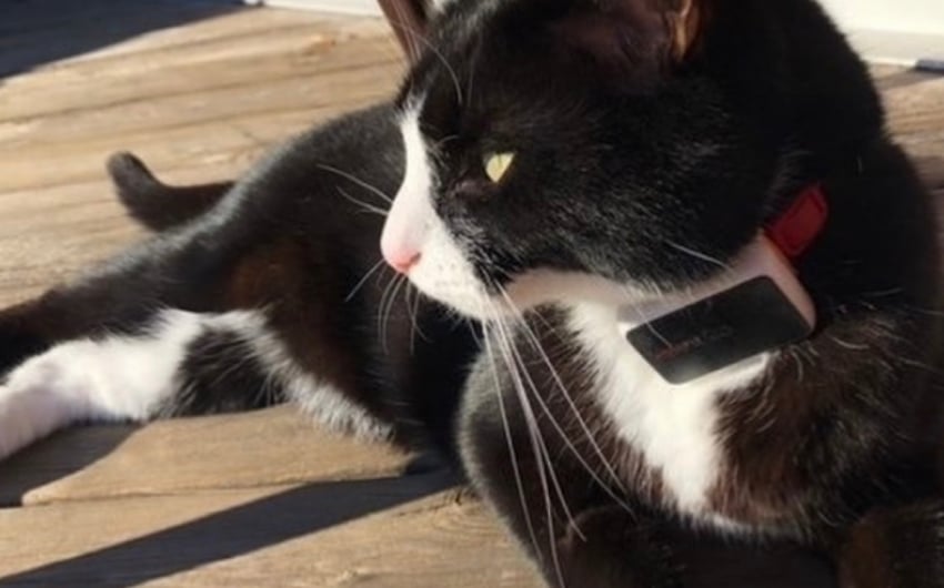 cat-gps-collars-8
