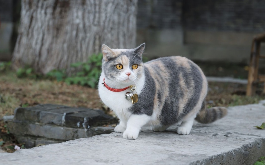 cat-gps-collars-9
