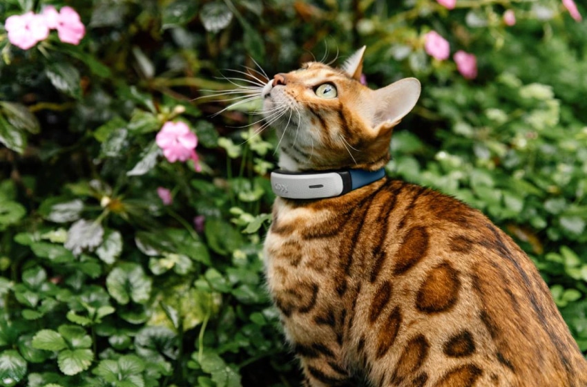 cat-gps-collars