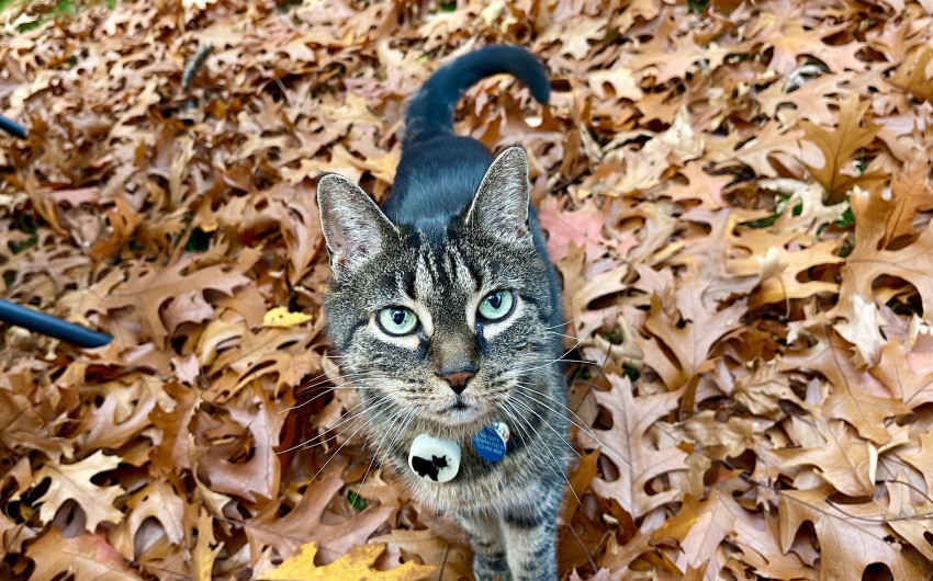 no-subscription-cat-gps-trackers-05