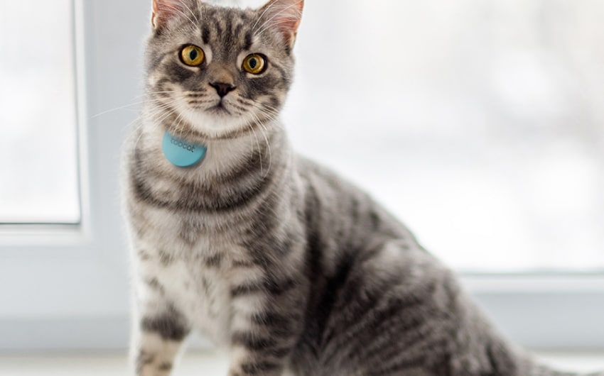 no-subscription-cat-gps-trackers-1