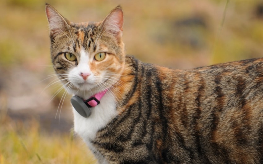 no-subscription-cat-gps-trackers-2