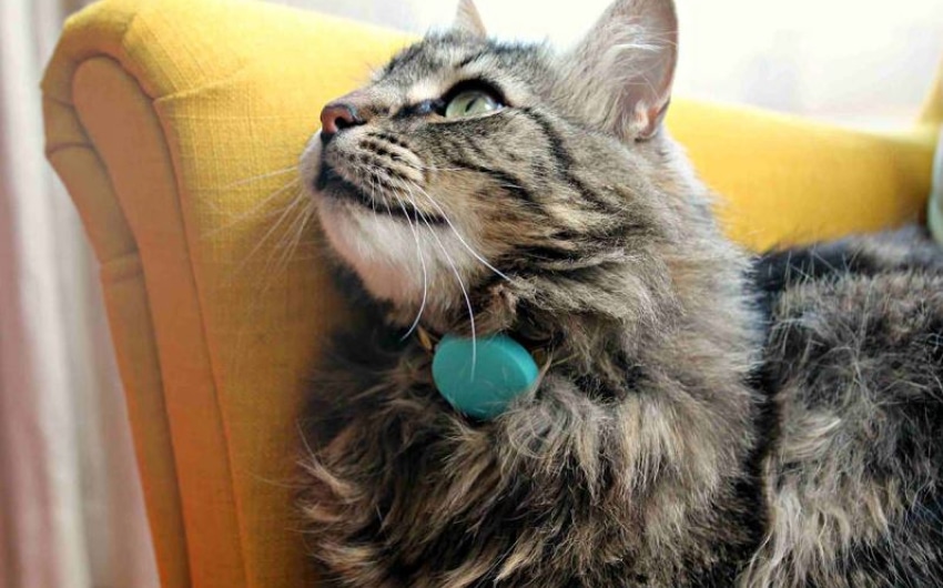 no-subscription-cat-gps-trackers-3