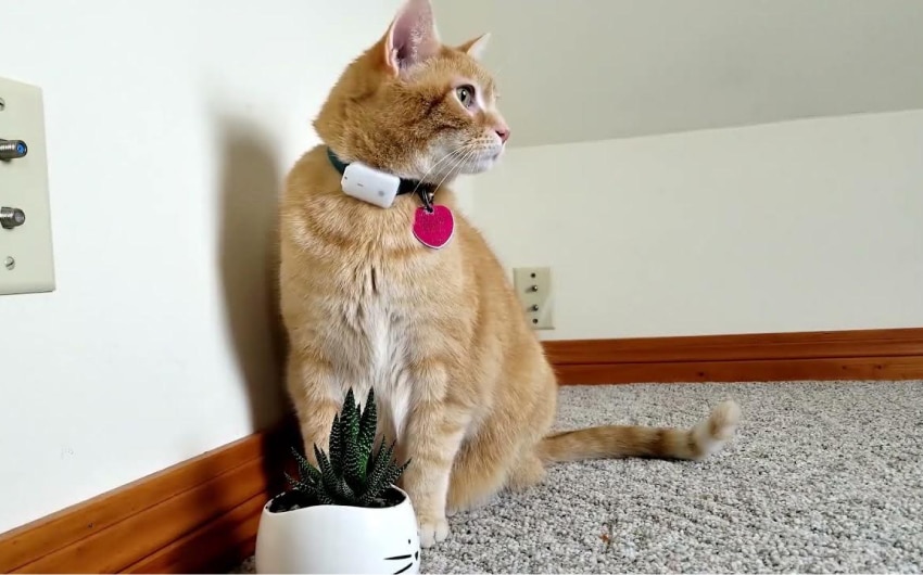 no-subscription-cat-gps-trackers-4