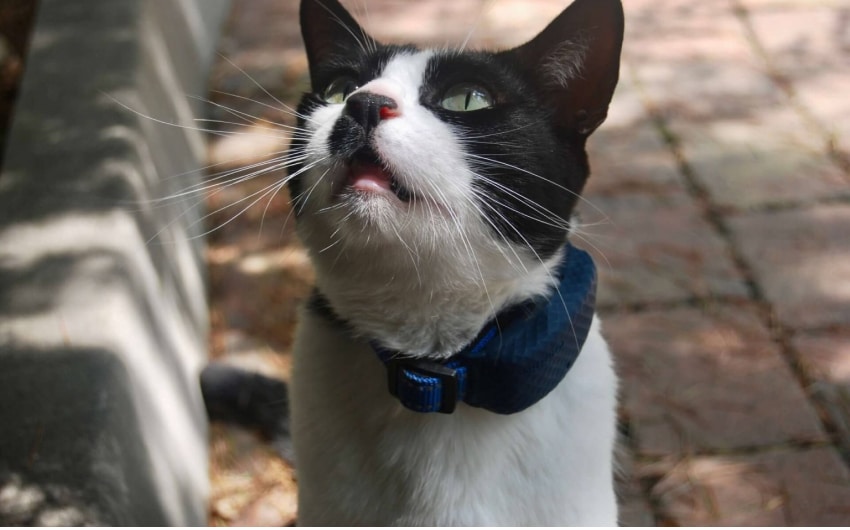 no-subscription-cat-gps-trackers-6