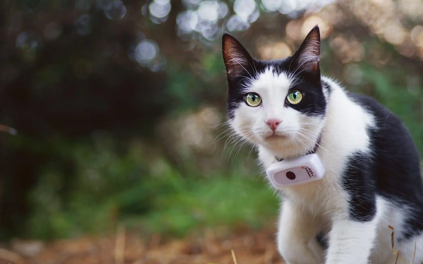 no-subscription-cat-gps-trackers-7