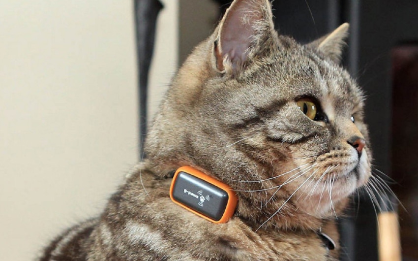 no-subscription-cat-gps-trackers